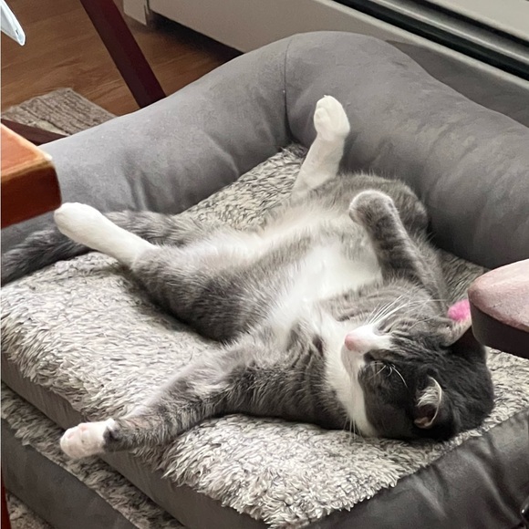 Meet your Posher, Sharon - Picture 3 of 3